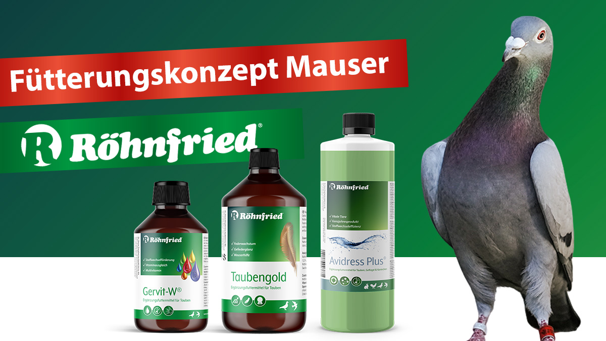 Das Röhnfried Fütterungskonzept für die Mauser von Brieftauben