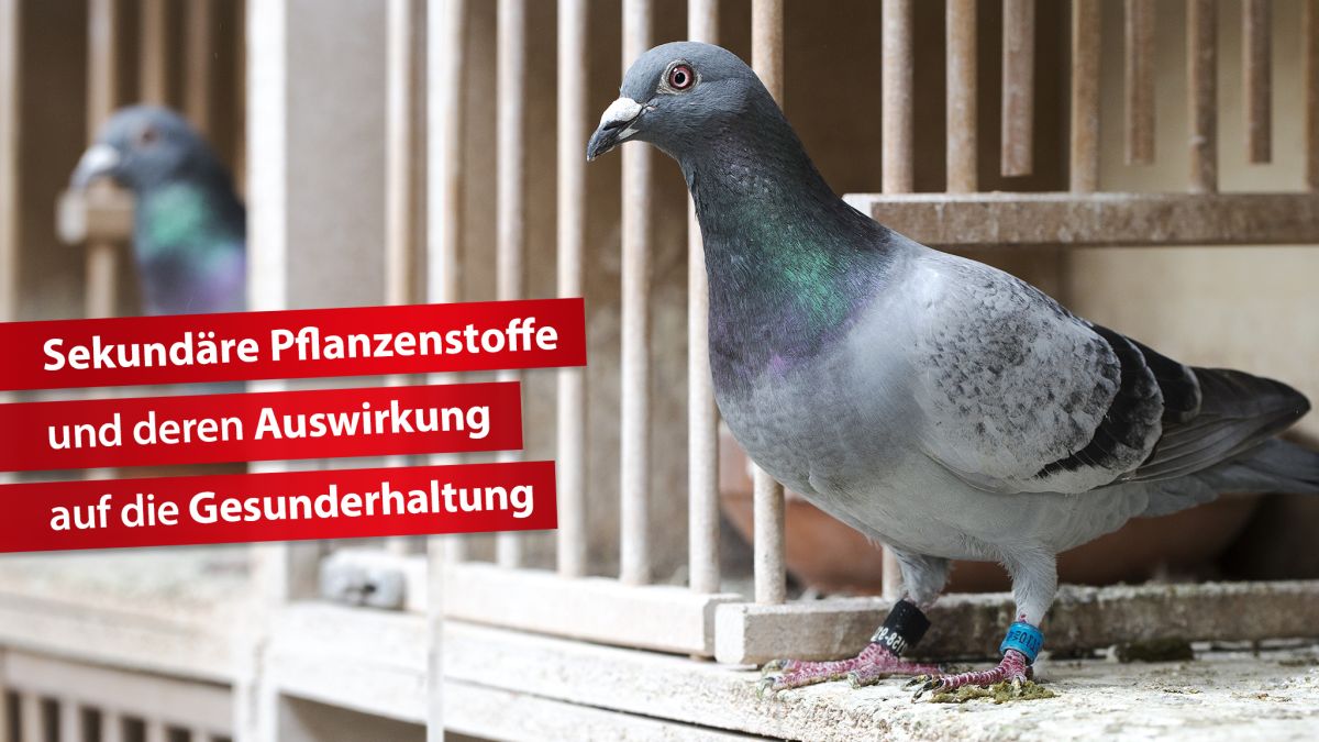 Sekundäre Pflanzenstoffe und deren Auswirkung auf die Gesunderhaltung