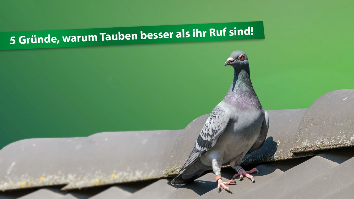 5 Gründe, warum Tauben besser als ihr Ruf sind!