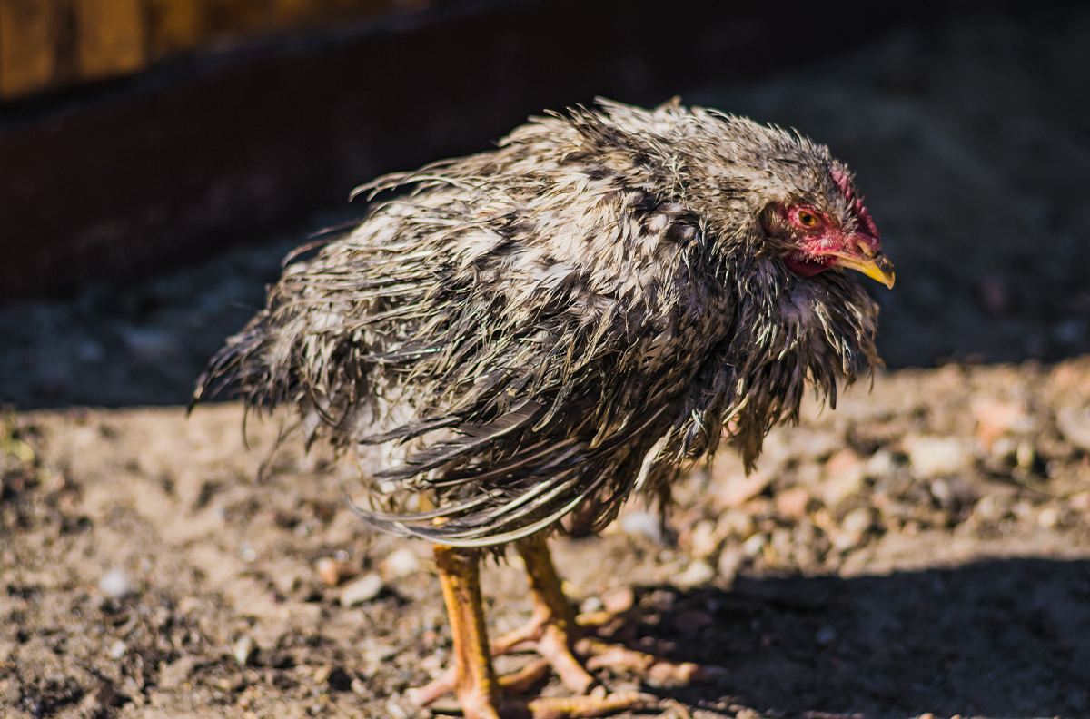 Die Kokzidiose beim Huhn – vorbeugen und behandeln