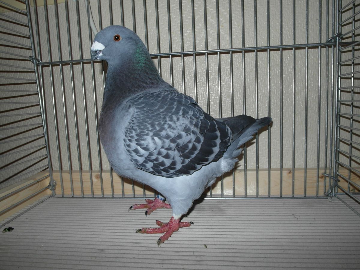 Giant Homer im Porträt