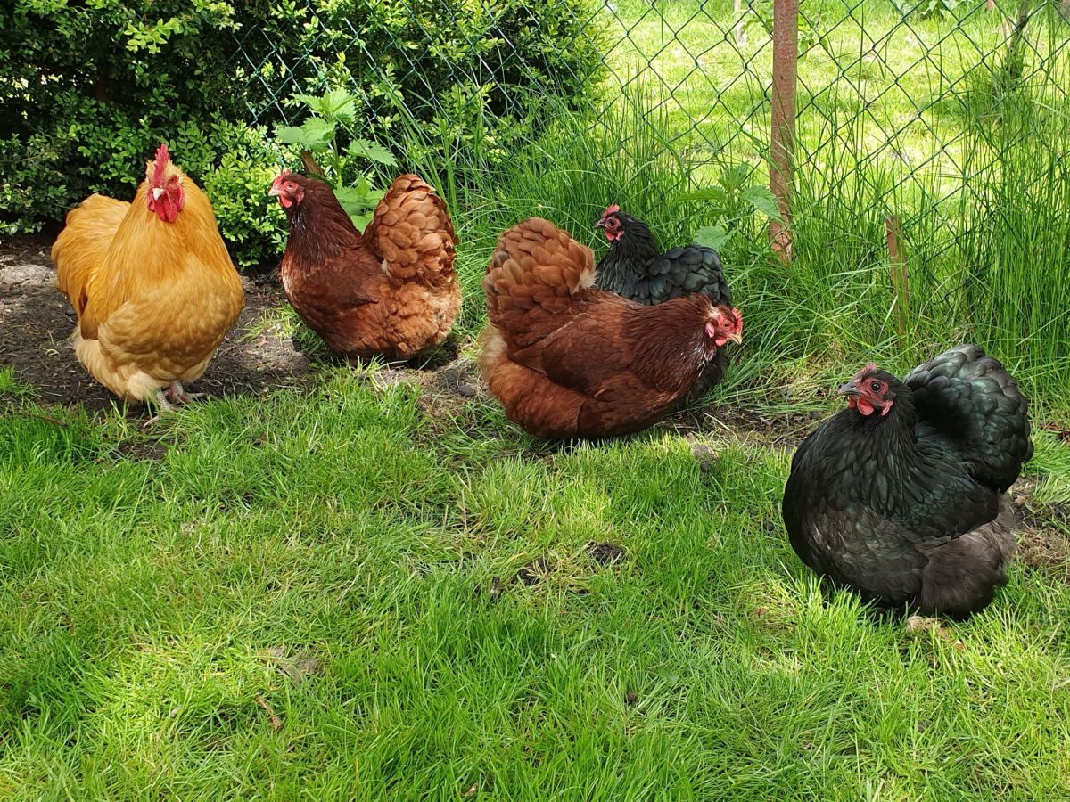 Zwerg-Orpington – Große Freude mit kleinen Würfeln