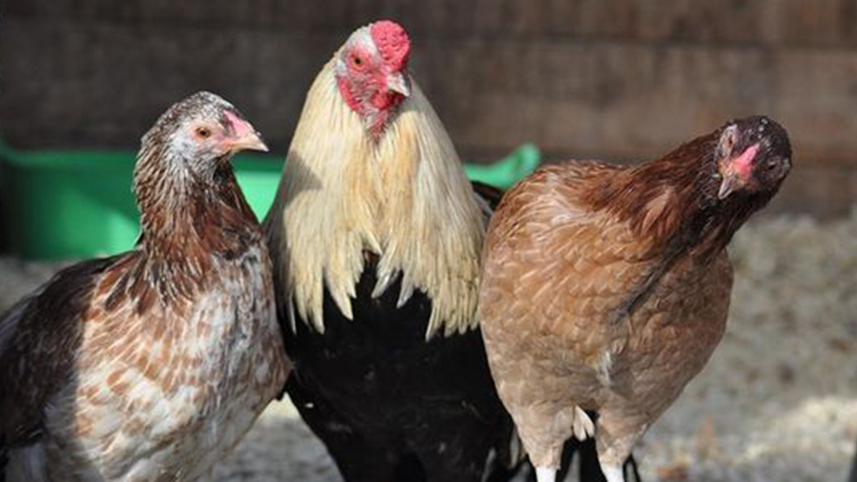 Das Cubalaya Huhn im Porträt