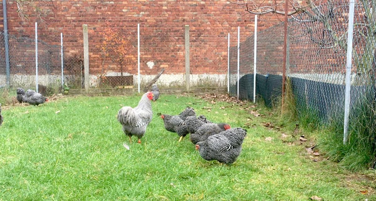 Zwerg-Wyandotten im Porträt