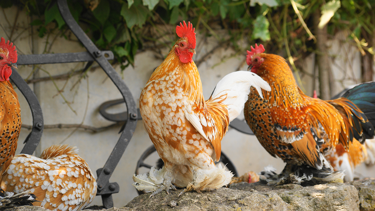 Federfüßige Zwerghühner im Porträt