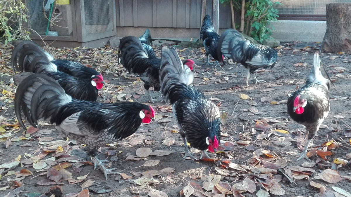 Zwerg-Rheinländer im Porträt