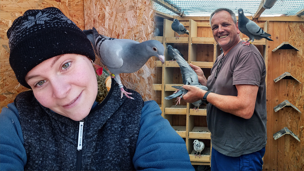 Per Zufall zum Taubensport