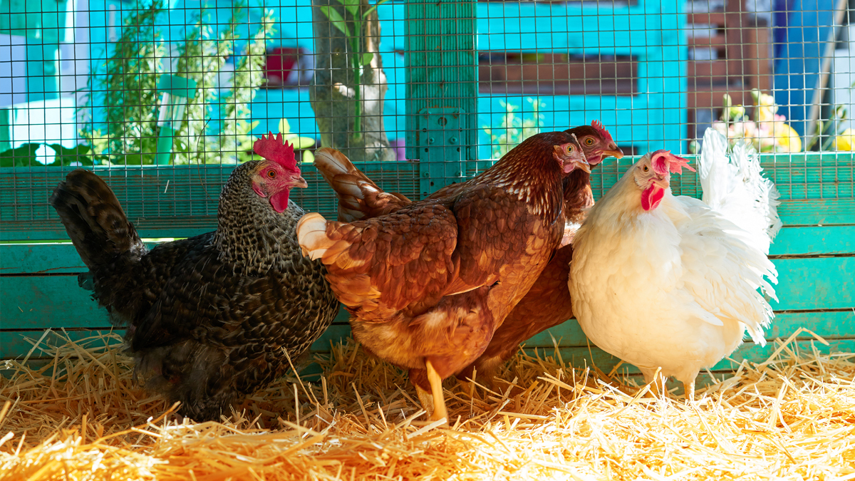 Hühnerstall desinfizieren: Sauberer Stall & gesunde Hühner