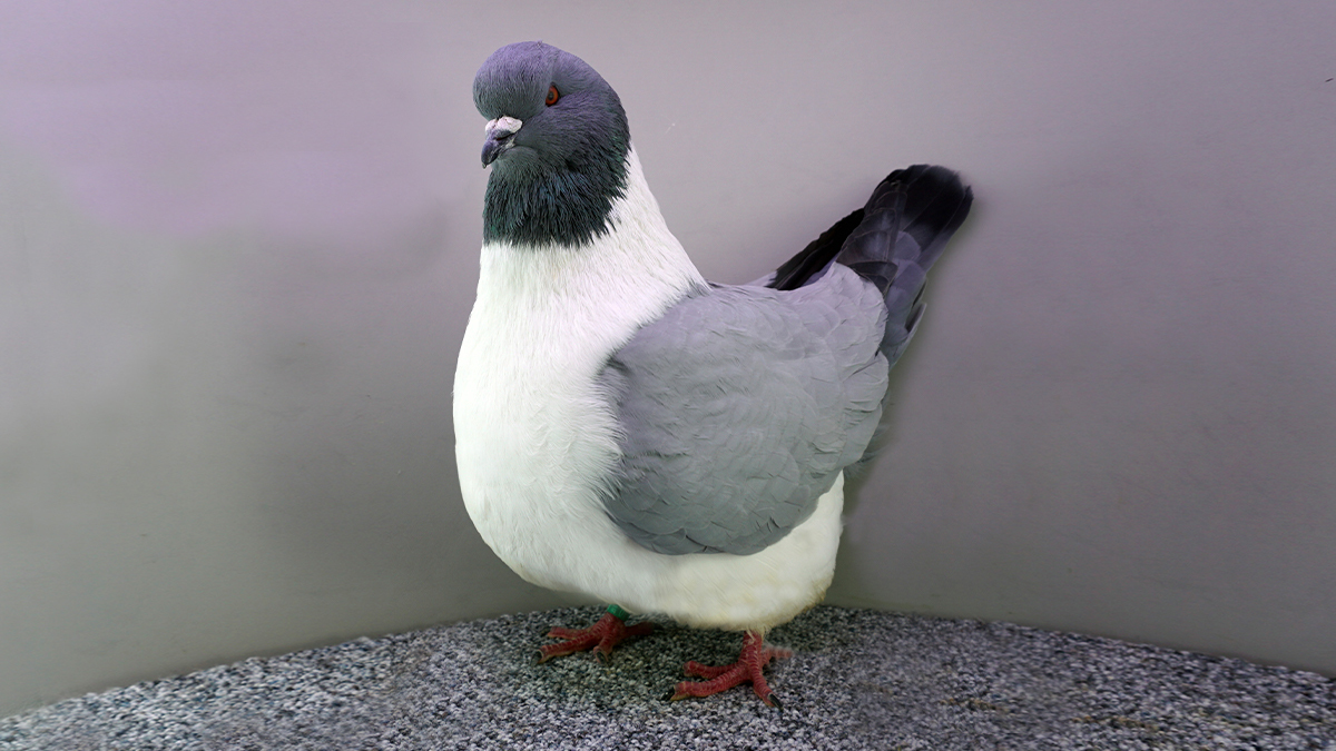 Strassertauben im Portrait