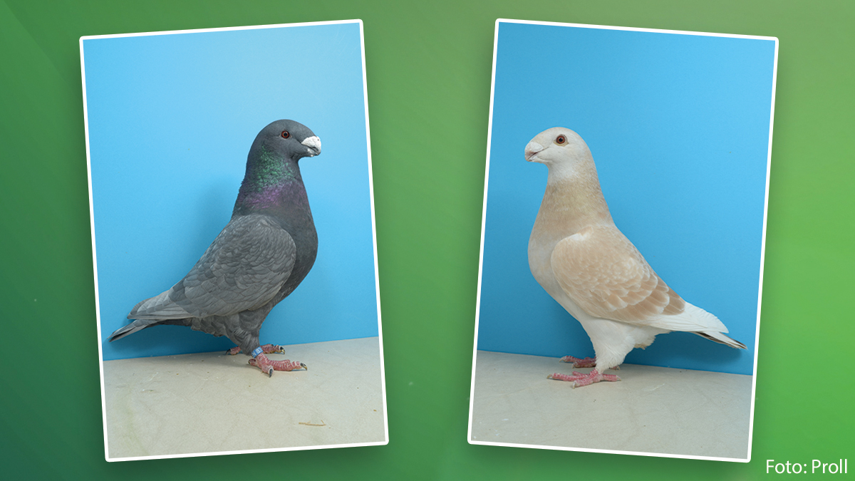 Show Racer im Porträt