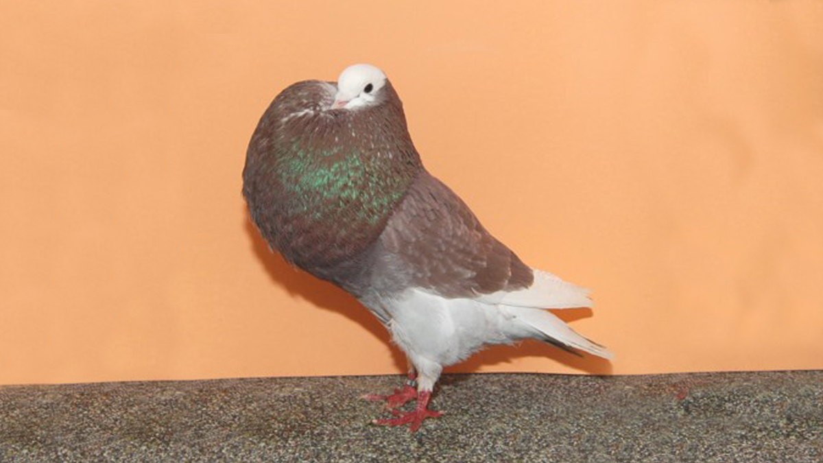 Die Hessischen Kröpfer im Porträt