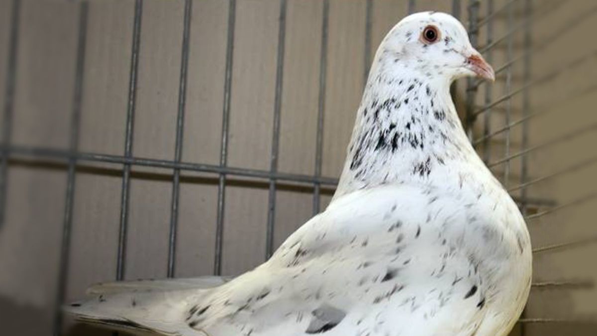 Die Texaner Taube im Porträt