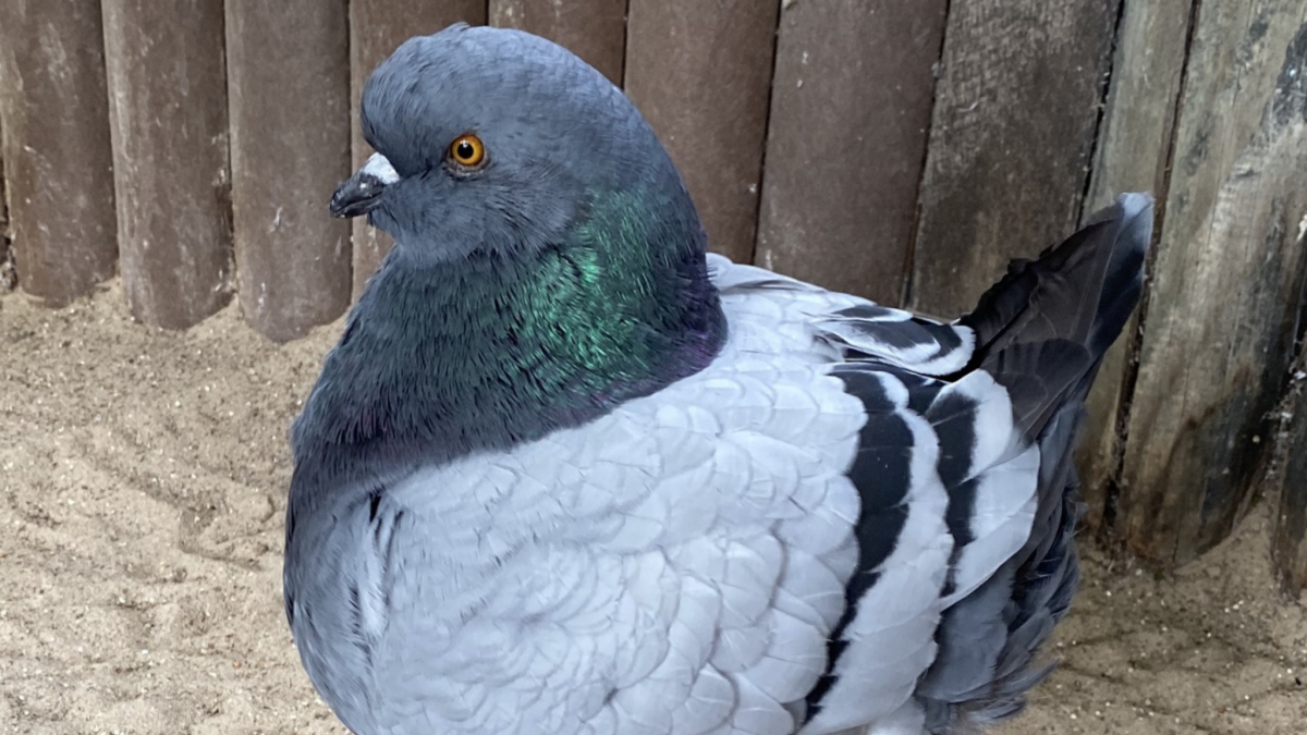 Die Kingtaube im Porträt