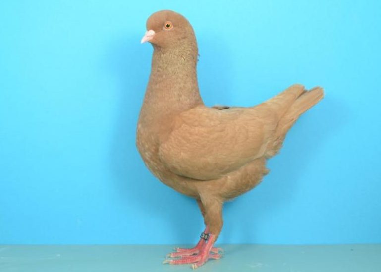 Die Deutsche Modeneser Taube im Porträt