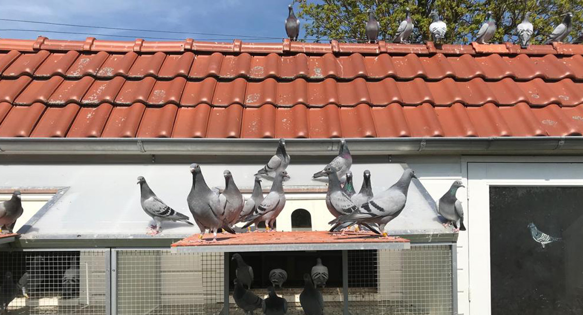 Frank Book über Vorbereitung & Versorgung seiner Jungtauben – Reisesaison 2019, Teil 3