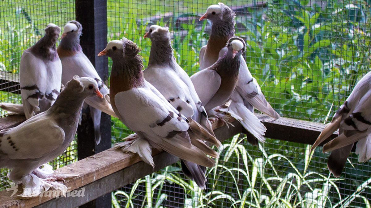 Immunität von Rassetauben stärken