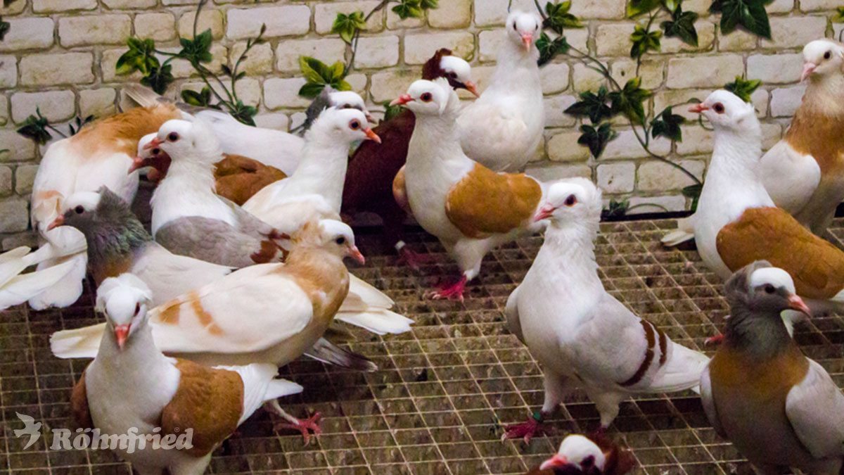 Hygiene – Natürlich gesunde Tiere