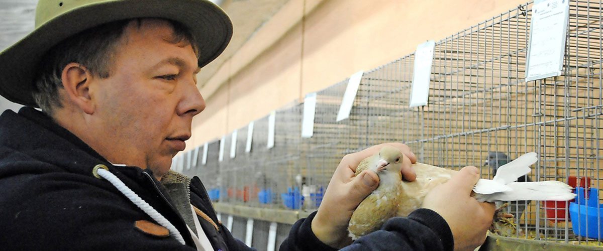 Besuch beim Taubenflüsterer Sven Schweder