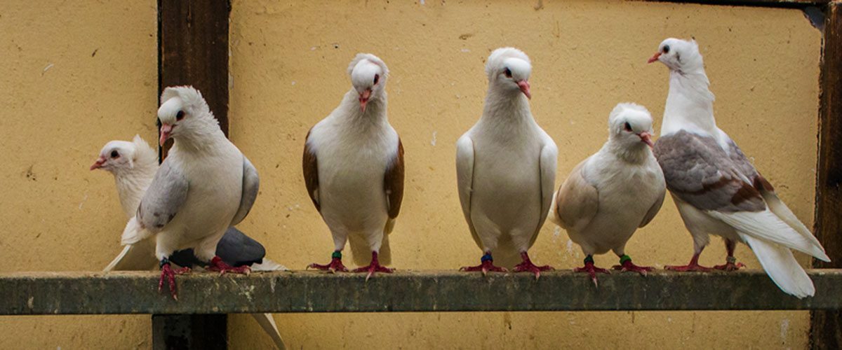 Natürlich gesunde Rassetauben