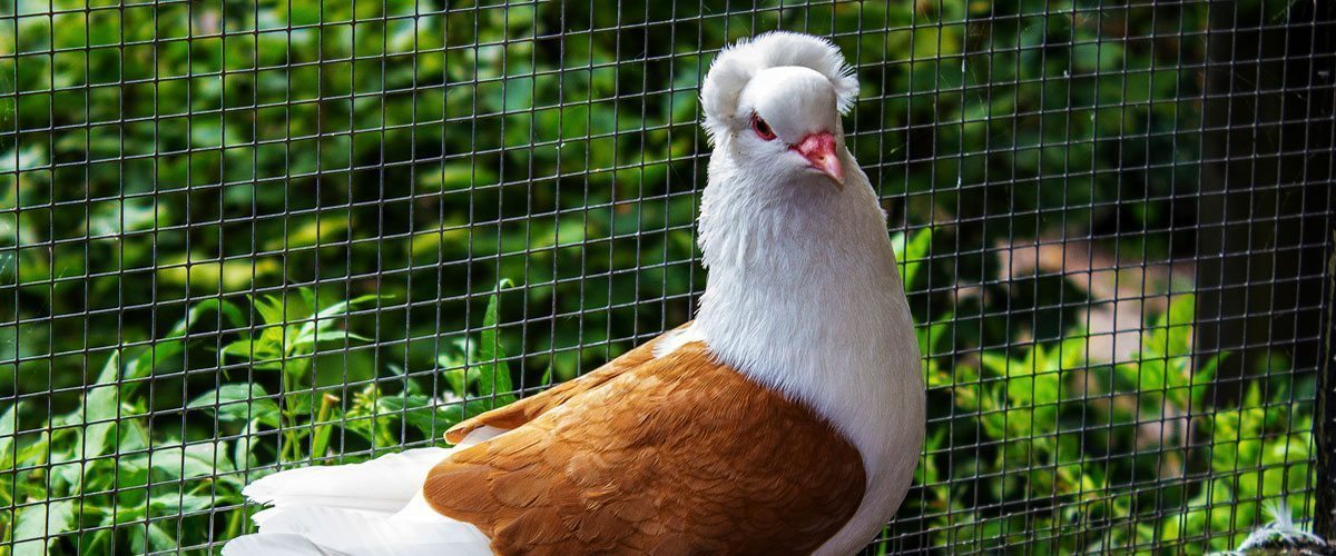 Infektionsdruck bei Rassetauben senken