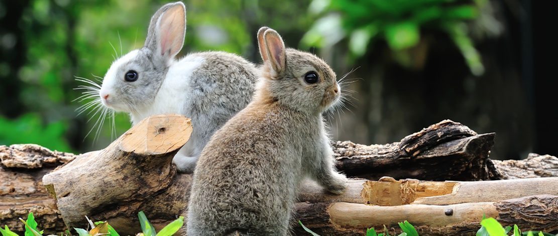 Röhnfried … natürlich gut !