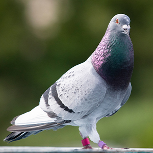 Gołębie pocztowe
