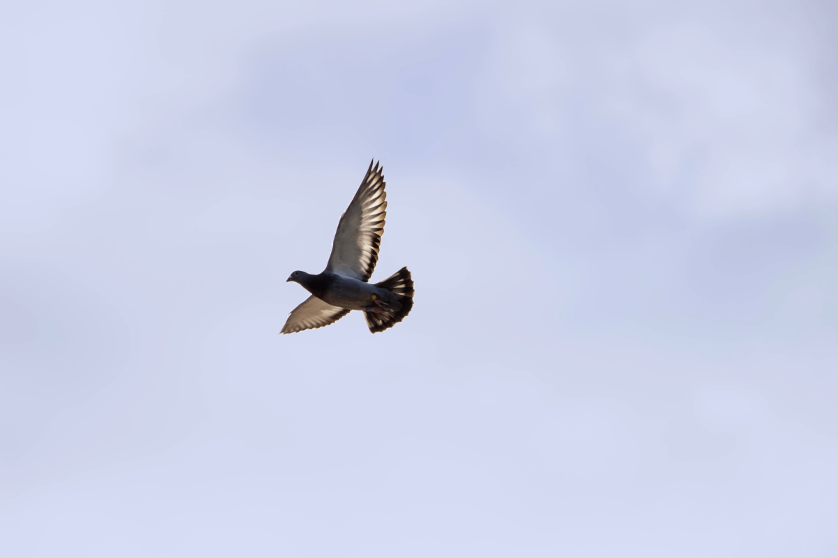 Immunität stärken 3