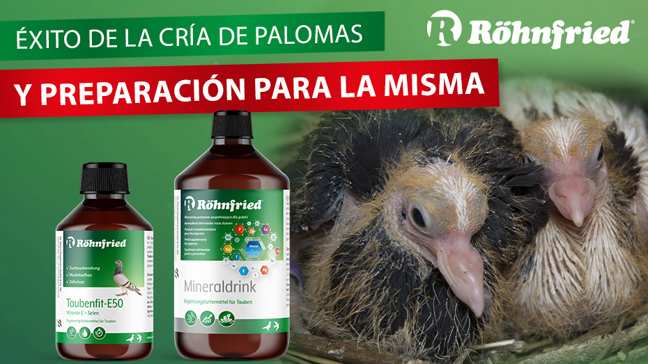 El éxito de la cría de palomas
