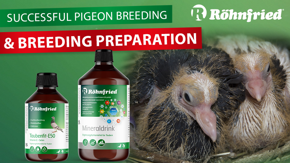 Successfull pigeon breeding and breeding preparation
