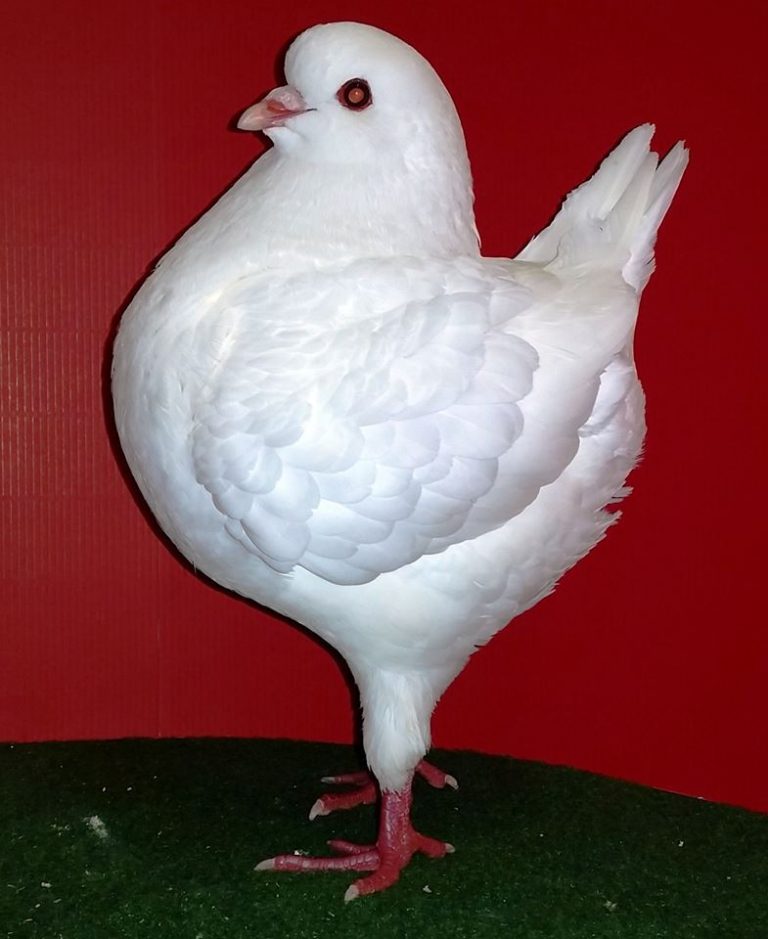 Kingtaube-Röhnfried-Blog