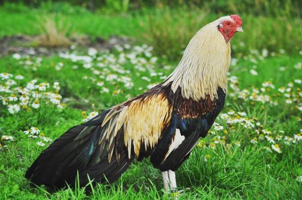 Cubalaya Huhn