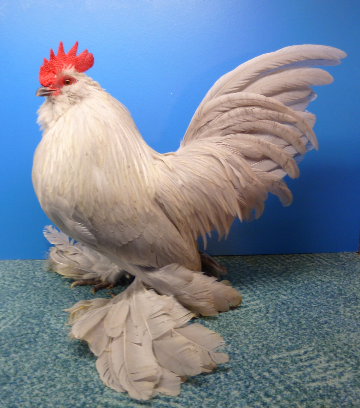 Federfüßiges Zwerghuhn-Röhnfried-Blog