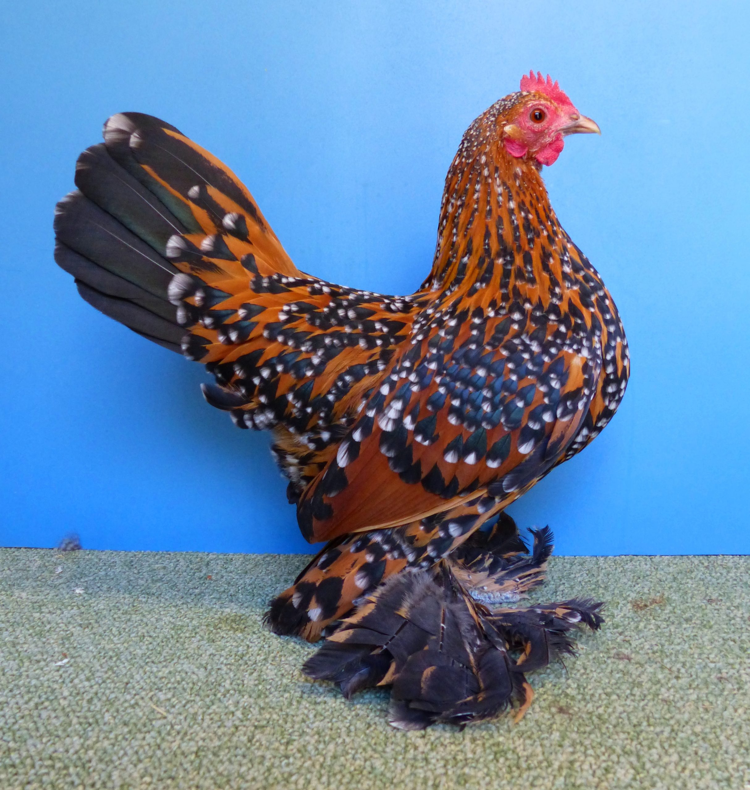 Gold-porzellanfarbig_federfüßige-Zwerghühner-Röhnfried-Blog