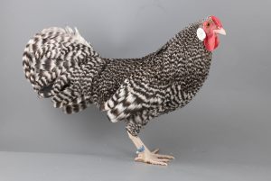 Hahn_Zwerg-Rheinländer_gesperbert