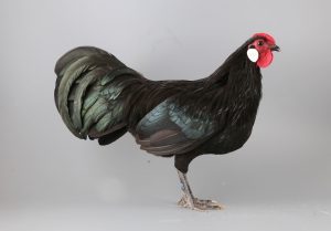 Hahn_Zwerg-Rheinländer_schwarz