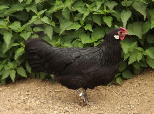 Henne_Zwerg-Rheinländer_schwarz