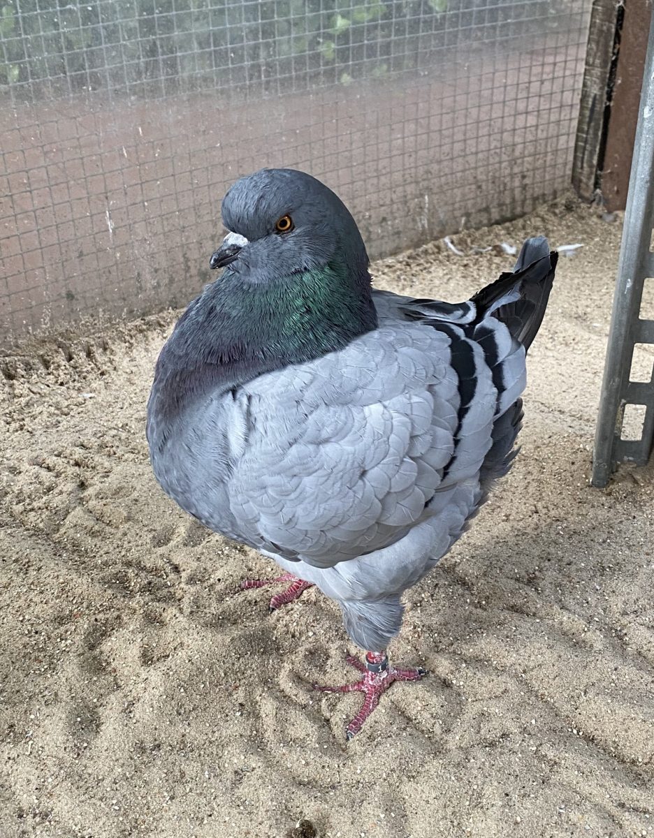 Kingtaube-Röhnfried-Blog