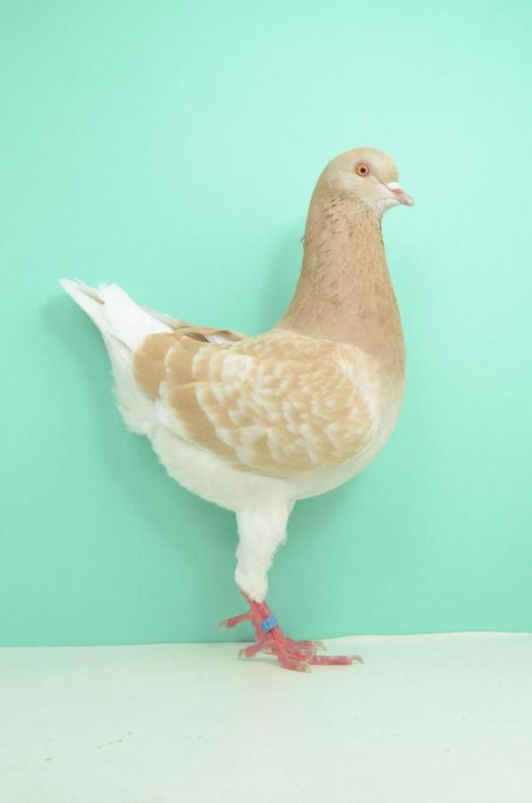 Modeneser-Taube-Rasseportrait