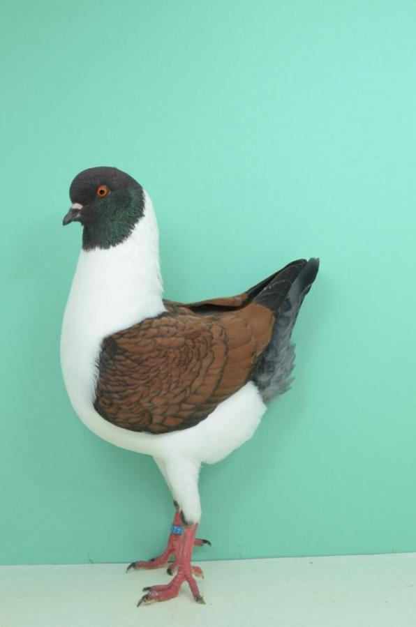 Modeneser-Taube-Röhnfried