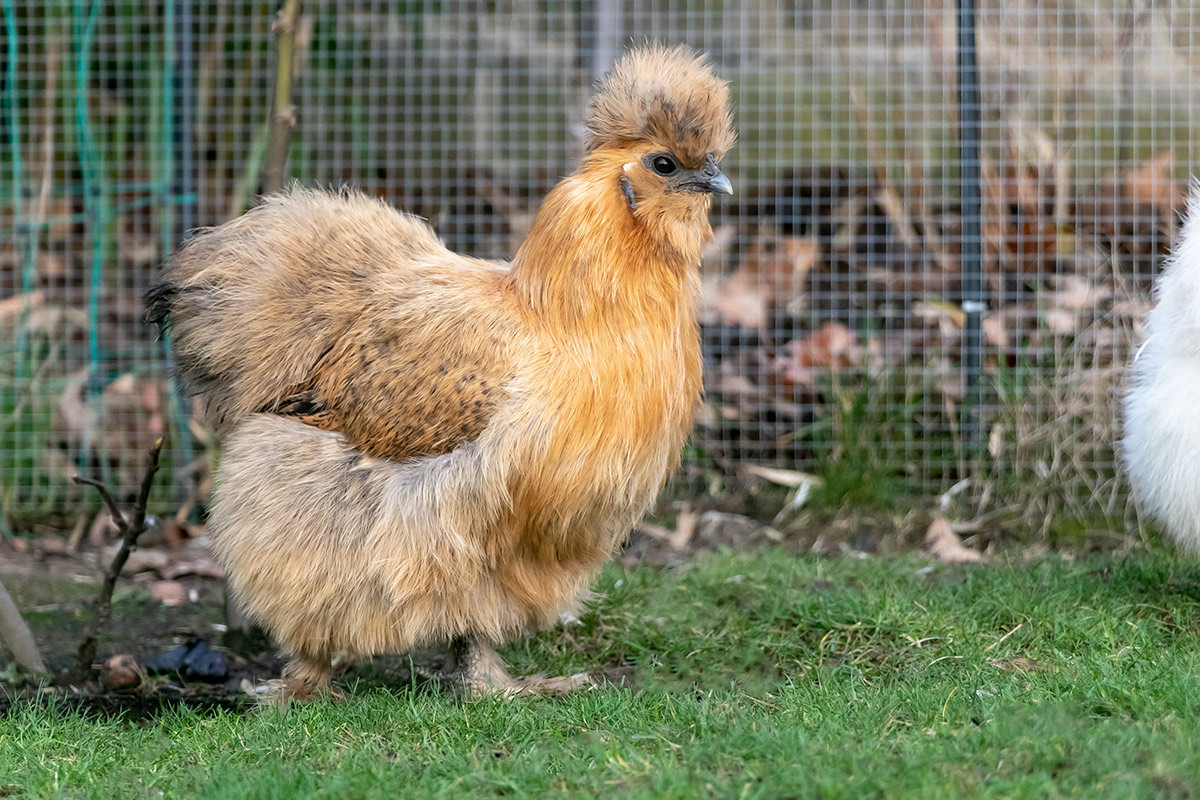 Porträt_Seidenhuhn