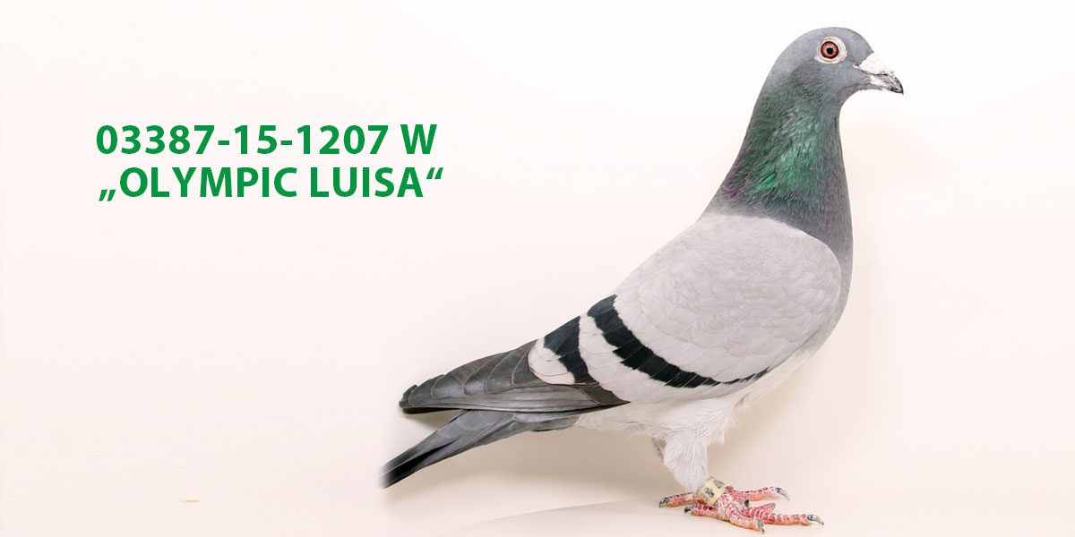2. Platz in der Kategorie A (100 – 400 km, 10 Preise): Olympic Luisa