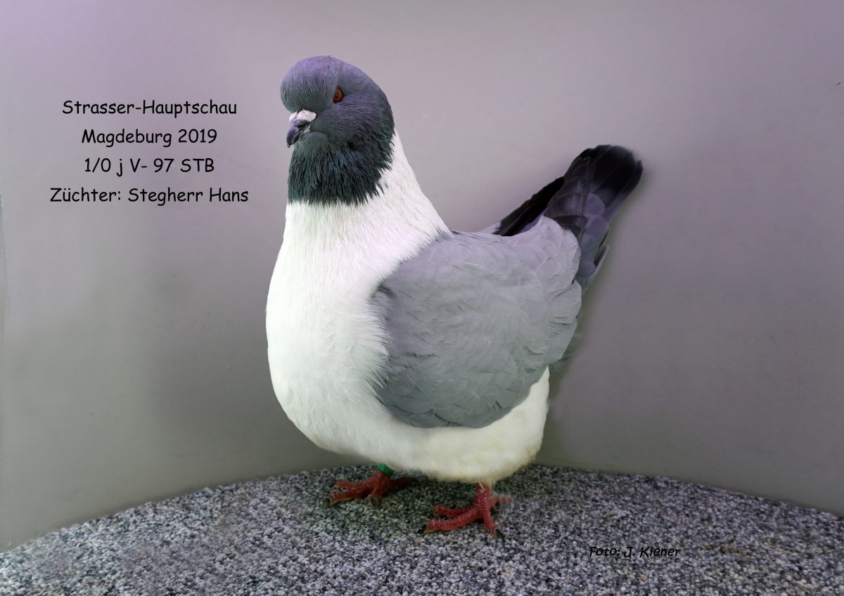 Strassertaube-Vorstellungjpg