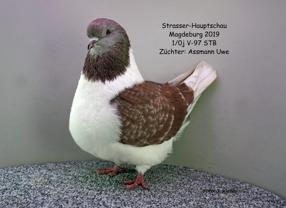 Strassertauben-im-Porträt