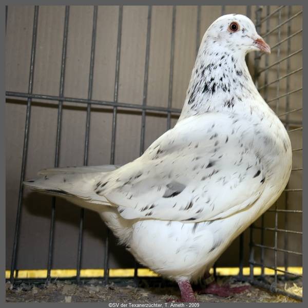 Texaner-Taube-Röhnfried-Vorstellung