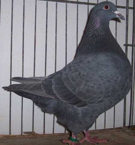 Texaner-Taube-Röhnfried