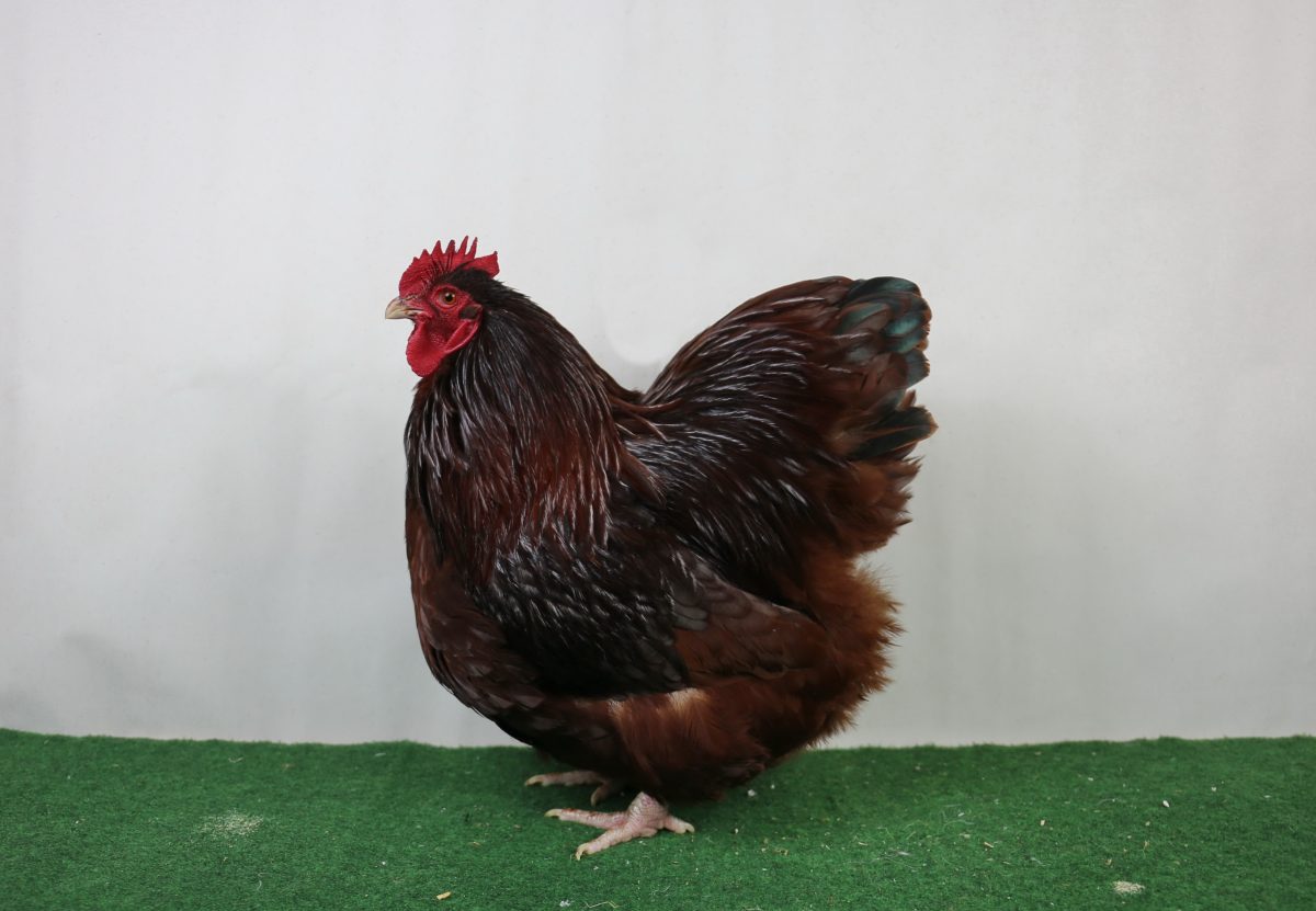 Zwerg-Orpington,_rot,_HSS_Lauterbach_2019,_96_LSB,_Jens_Tammen,_Südbrookmerland
