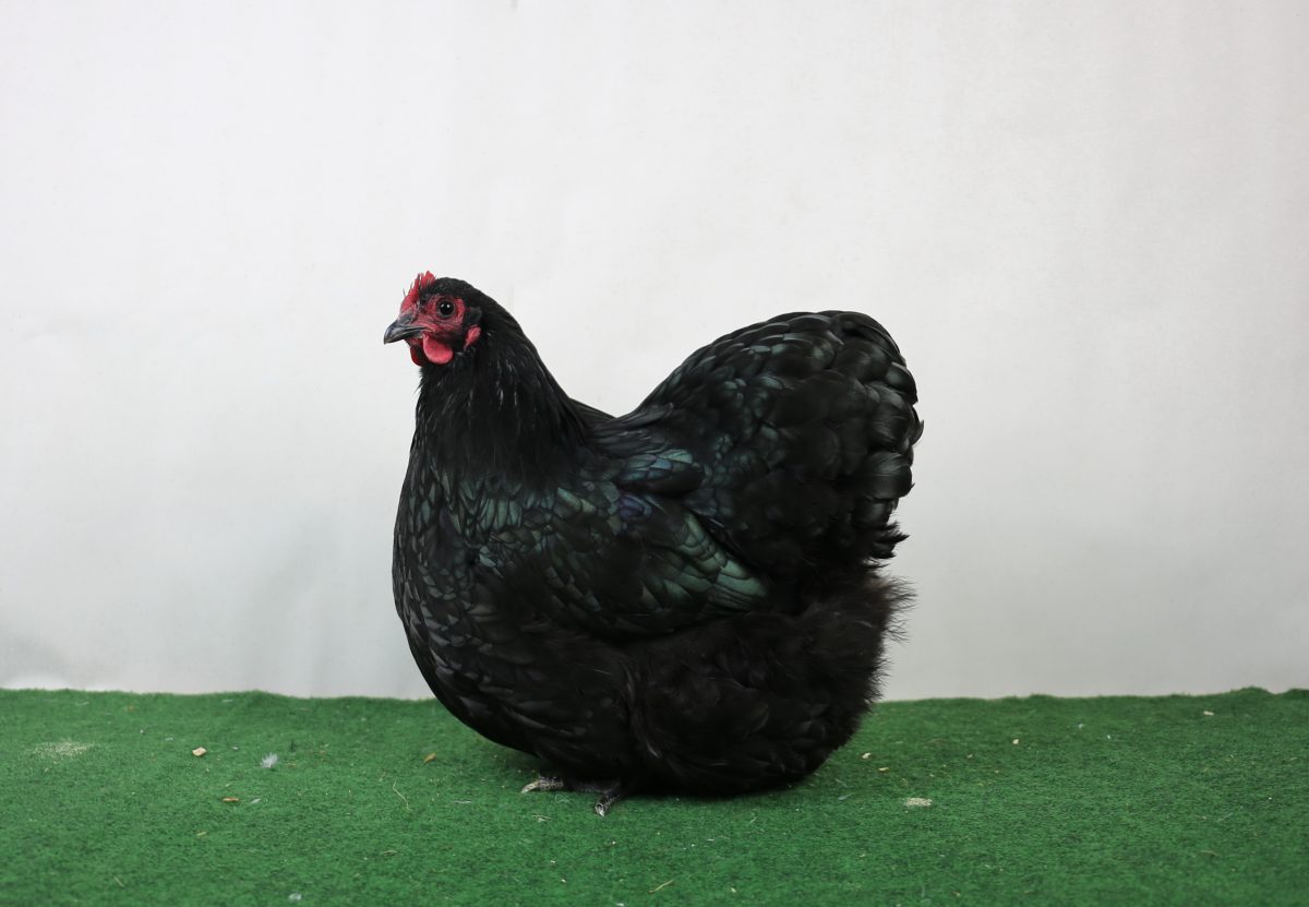 Zwerg-Orpington,_schwarz,_HSS_Lauterbach_2019,_97_SVB,_Jens_Tammen,_Südbrookmerland-1