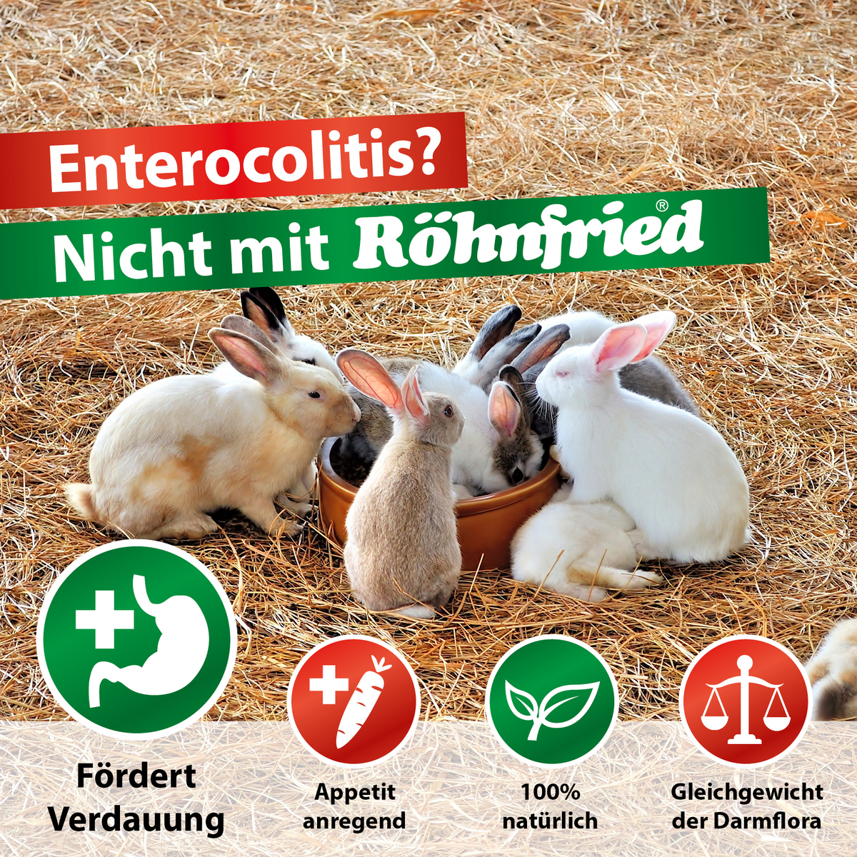 Kaninchen - Enterocolits - RHDV-2 - Vitaminmangel - Desinfektion Pro - Darmwohl - VitaKanin
